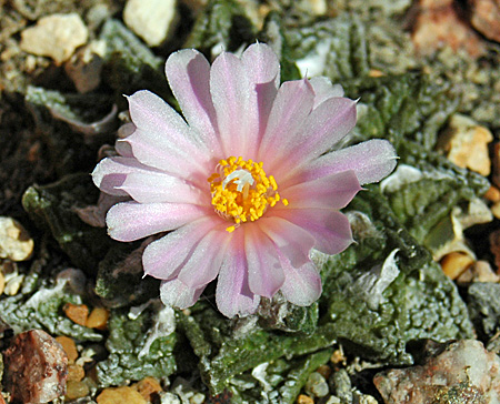 [Ariocarpus fissuratus]